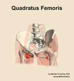 The quadratus femoris muscle of the hip - orientation 14