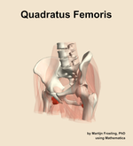 The quadratus femoris muscle of the hip - orientation 15