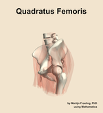 The quadratus femoris muscle of the hip - orientation 16
