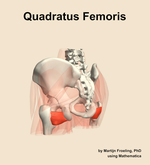 The quadratus femoris muscle of the hip - orientation 3
