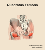 The quadratus femoris muscle of the hip - orientation 4