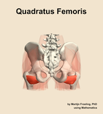 The quadratus femoris muscle of the hip - orientation 5