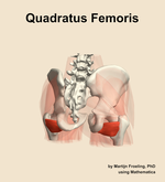 The quadratus femoris muscle of the hip - orientation 6