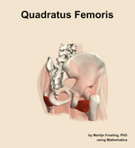 The quadratus femoris muscle of the hip - orientation 7