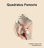 The quadratus femoris muscle of the hip - orientation 8