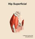 Muscles of the superficial compartment of the hip - orientation 10