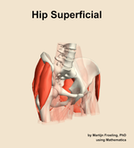 Muscles of the superficial compartment of the hip - orientation 11