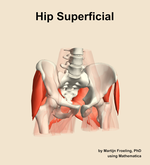 Muscles of the superficial compartment of the hip - orientation 12