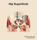 Muscles of the superficial compartment of the hip - orientation 13