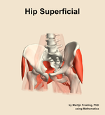Muscles of the superficial compartment of the hip - orientation 14