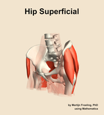 Muscles of the superficial compartment of the hip - orientation 15