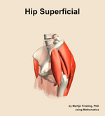 Muscles of the superficial compartment of the hip - orientation 16