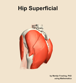 Muscles of the superficial compartment of the hip - orientation 2