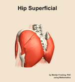 Muscles of the superficial compartment of the hip - orientation 3