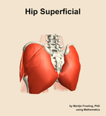 Muscles of the superficial compartment of the hip - orientation 4