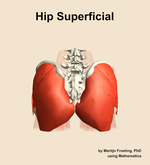Muscles of the superficial compartment of the hip - orientation 5