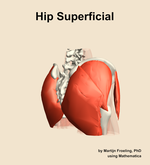 Muscles of the superficial compartment of the hip - orientation 7