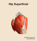 Muscles of the superficial compartment of the hip - orientation 8
