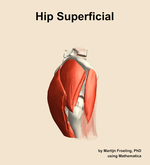 Muscles of the superficial compartment of the hip - orientation 9