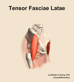 The tensor fasciae latae muscle of the hip - orientation 10