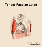 The tensor fasciae latae muscle of the hip - orientation 11