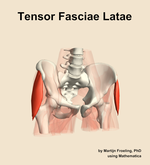 The tensor fasciae latae muscle of the hip - orientation 12