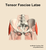 The tensor fasciae latae muscle of the hip - orientation 13