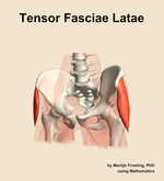 The tensor fasciae latae muscle of the hip - orientation 14