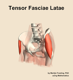 The tensor fasciae latae muscle of the hip - orientation 15