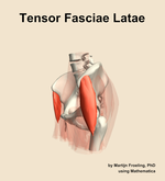 The tensor fasciae latae muscle of the hip - orientation 16