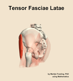 The tensor fasciae latae muscle of the hip - orientation 2