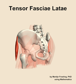 The tensor fasciae latae muscle of the hip - orientation 3