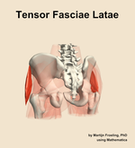 The tensor fasciae latae muscle of the hip - orientation 4