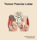 The tensor fasciae latae muscle of the hip - orientation 5