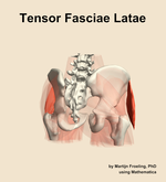 The tensor fasciae latae muscle of the hip - orientation 6