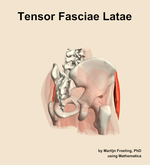 The tensor fasciae latae muscle of the hip - orientation 7