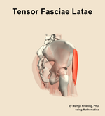The tensor fasciae latae muscle of the hip - orientation 8