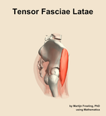 The tensor fasciae latae muscle of the hip - orientation 9