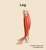 Muscles of the Leg - orientation 1