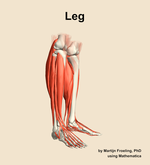 Muscles of the Leg - orientation 10