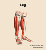 Muscles of the Leg - orientation 11