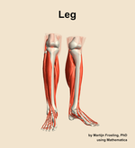 Muscles of the Leg - orientation 12