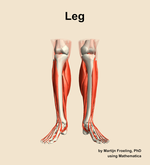 Muscles of the Leg - orientation 13