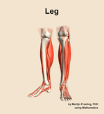 Muscles of the Leg - orientation 14