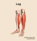 Muscles of the Leg - orientation 15