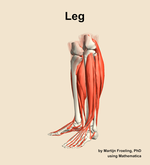 Muscles of the Leg - orientation 16