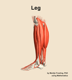 Muscles of the Leg - orientation 2