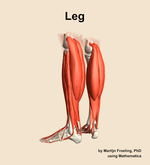 Muscles of the Leg - orientation 3