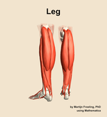 Muscles of the Leg - orientation 4