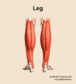 Muscles of the Leg - orientation 5